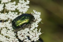 Cetonia aurataeformis