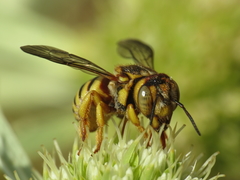 Icteranthidium grohmanni