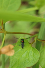 Phytoecia rufiventris