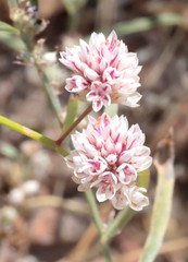 Ptilotus corymbosus