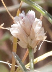 Ptilotus corymbosus