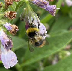 Bombus pratorum