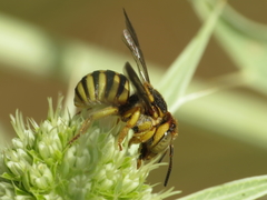 Icteranthidium grohmanni