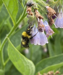 Bombus pratorum