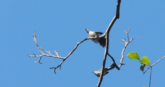 Polioptila paraensis