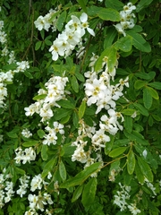 Exochorda