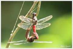 Libellula herculea