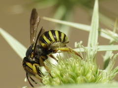 Icteranthidium grohmanni