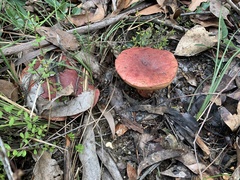 Boletus barragensis