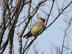 Bombycilla japonica