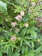 Astrantia