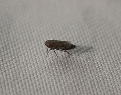 Deltocephalus pulicaris