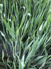 Triticum aestivum