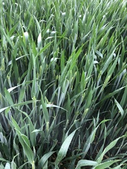Triticum aestivum