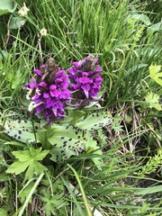 Dactylorhiza majalis