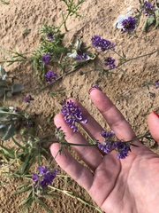 Medicago lessingii