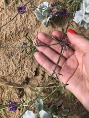 Medicago lessingii