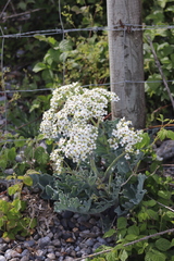 Crambe maritima