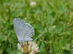 Celastrina neglectamajor