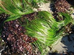 Phyllospadix scouleri