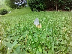 Celastrina neglectamajor