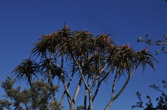 Aloidendron barberae