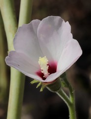 Abelmoschus ficulneus