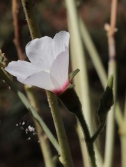 Abelmoschus ficulneus