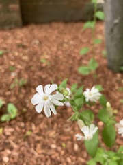 Silene latifolia