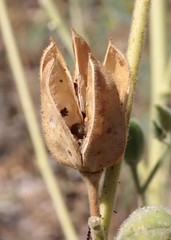Abelmoschus ficulneus