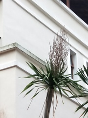 Dracaena cambodiana