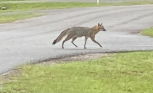 Urocyon cinereoargenteus image