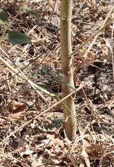 Abelmoschus ficulneus