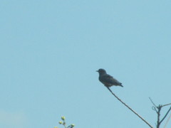 Chelidoptera tenebrosa