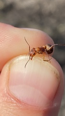 Formica truncorum