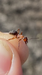 Formica truncorum