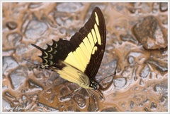 Heraclides androgeus