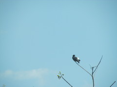 Chelidoptera tenebrosa