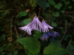 Soldanella carpatica