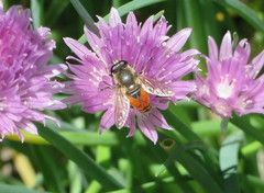 Polydontomyia curvipes