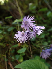 Soldanella carpatica