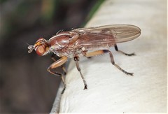 Tapeigaster paramonovi