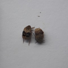 Sennius lateapicalis