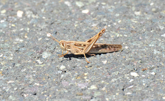 Schistocerca serialis cubense