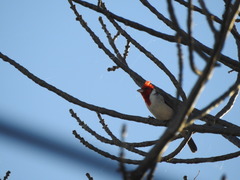Paroaria coronata