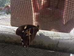 Oxeoschistus tauropolis tauropolis