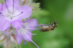 Halictus subauratus