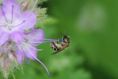 Halictus subauratus
