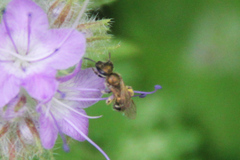 Halictus subauratus