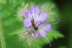 Halictus subauratus